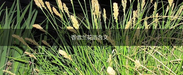 香雪兰花语含义,第1张