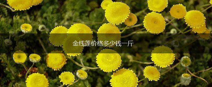 金线莲价格多少钱一斤,第1张