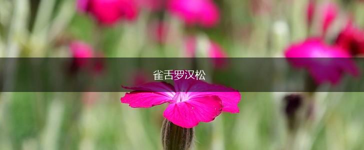 雀舌罗汉松,第1张