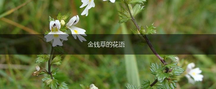金钱草的花语,第1张