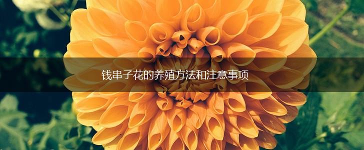 钱串子花的养殖方法和注意事项,第1张