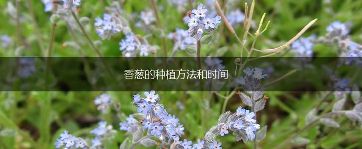 香葱的种植方法和时间,第1张