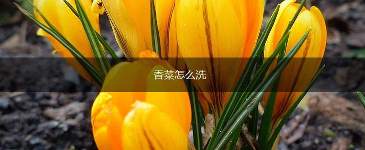 香菜怎么洗,第1张