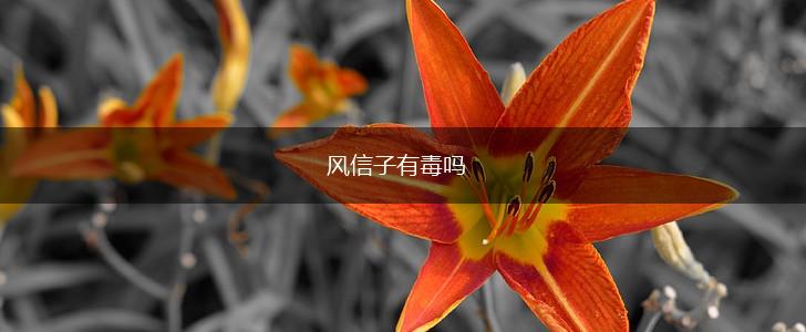 风信子有毒吗,第1张