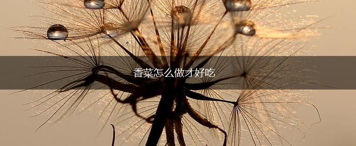 香菜怎么做才好吃,第1张