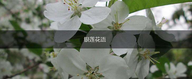 银莲花语,第1张