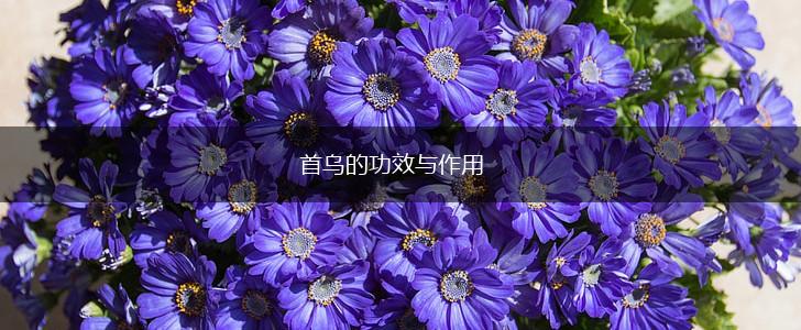 首乌的功效与作用,第1张