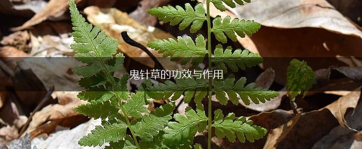 鬼针草的功效与作用,第1张
