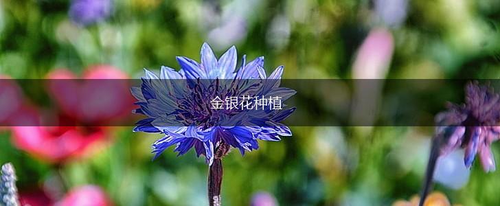 金银花种植,第1张