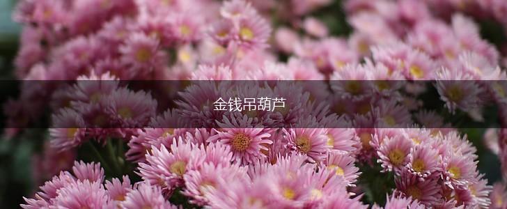 金钱吊葫芦,第1张