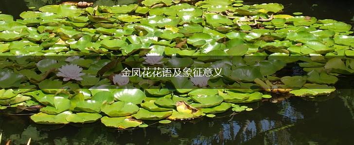 金凤花花语及象征意义,第1张