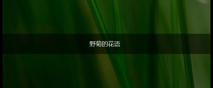 野菊的花语,第1张