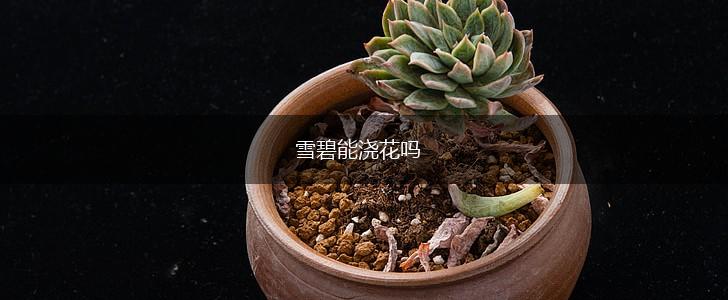 雪碧能浇花吗,第1张