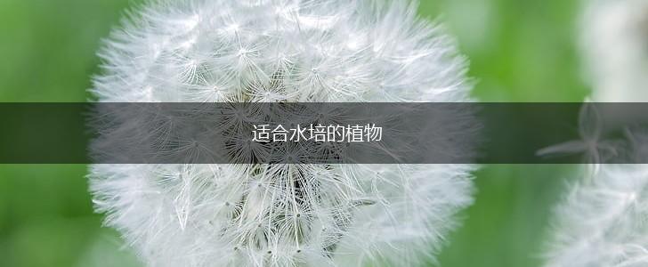 适合水培的植物,第1张
