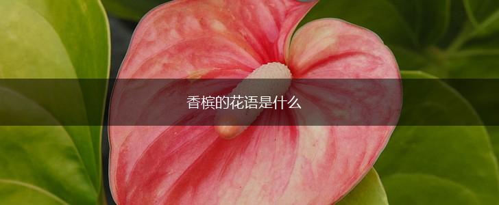 香槟的花语是什么,第1张
