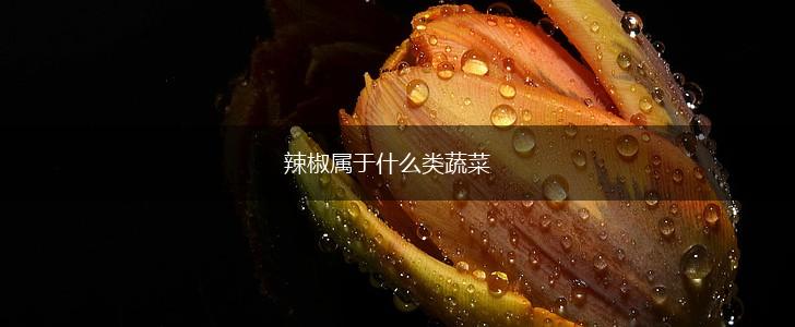 辣椒属于什么类蔬菜,第1张 辣椒属于什么类蔬菜,第1张