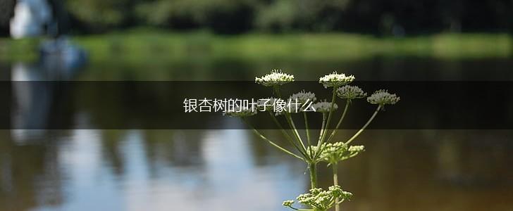 银杏树的叶子像什么,第1张