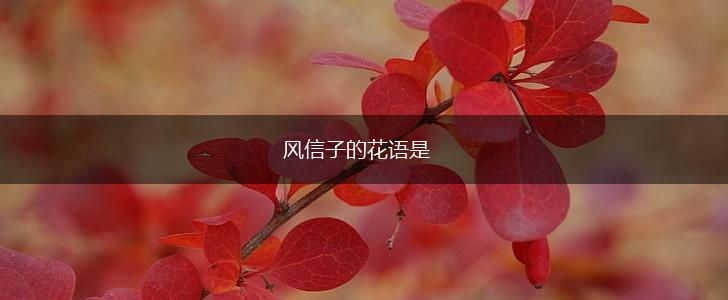 风信子的花语是,第1张