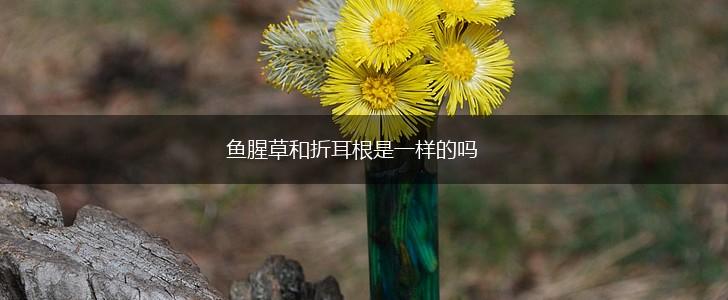 鱼腥草和折耳根是一样的吗,第1张