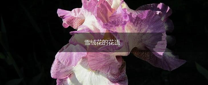 雪绒花的花语,第1张