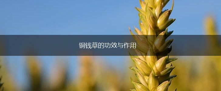 铜钱草的功效与作用,第1张