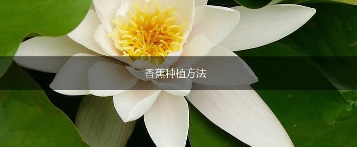 香蕉种植方法,第1张