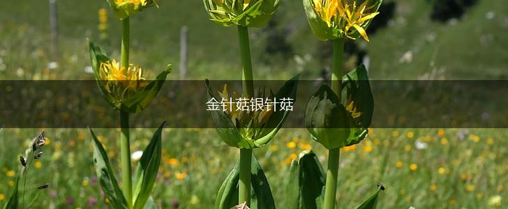 金针菇银针菇,第1张