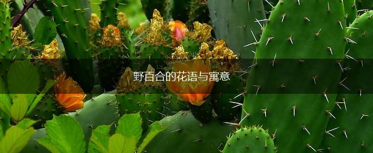 野百合的花语与寓意,第1张