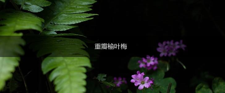 重瓣榆叶梅,第1张