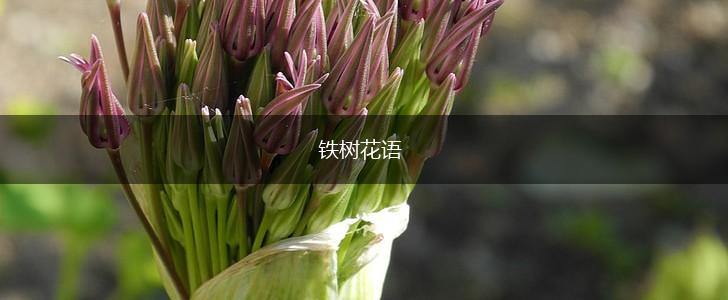 铁树花语,第1张