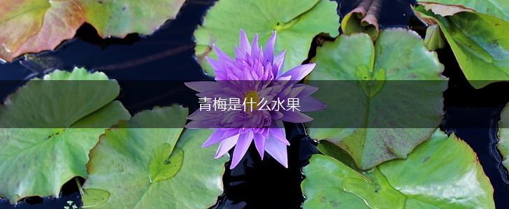 青梅是什么水果,第1张
