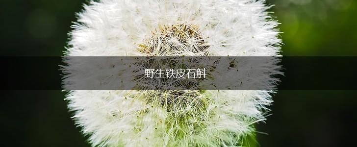 野生铁皮石斛,第1张