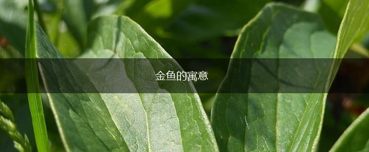 金鱼的寓意,第1张
