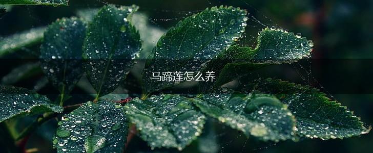 马蹄莲怎么养,第1张