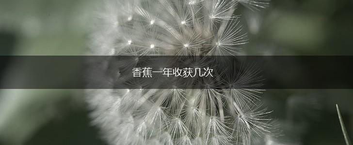 香蕉一年收获几次,第1张