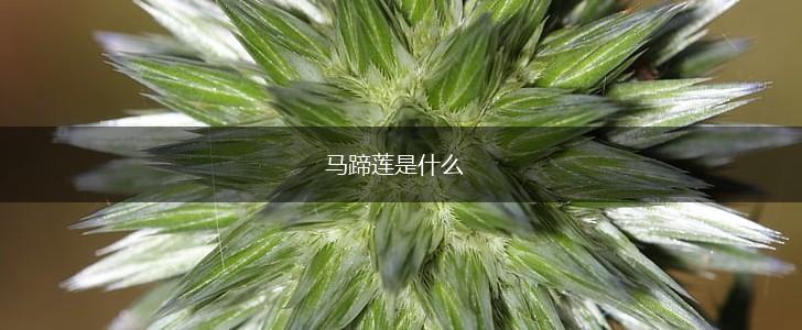 马蹄莲是什么,第1张