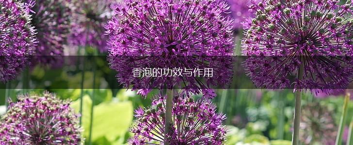 香泡的功效与作用,第1张