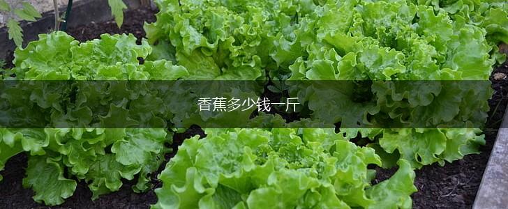 香蕉多少钱一斤,第1张
