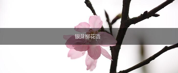 银芽柳花语,第1张