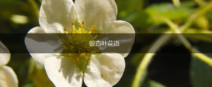 银杏叶花语,第1张
