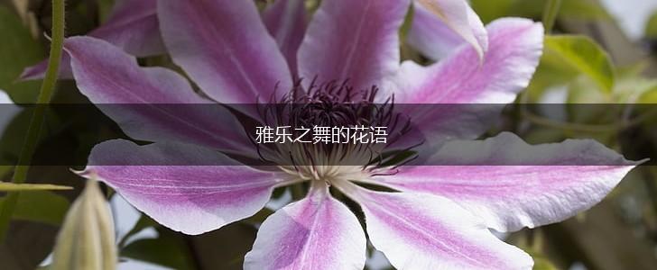 雅乐之舞的花语,第1张