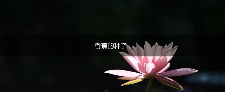 香蕉的种子,第1张
