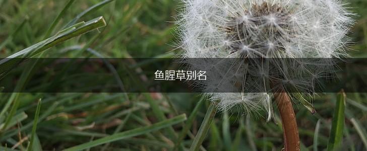 鱼腥草别名,第1张