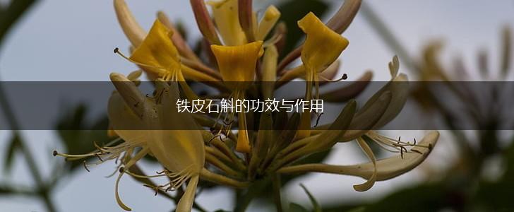铁皮石斛的功效与作用,第1张