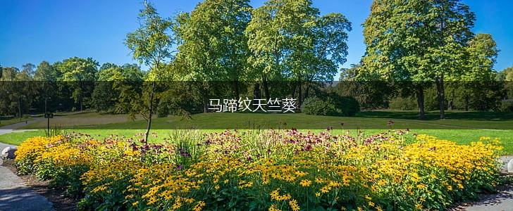 马蹄纹天竺葵,第1张