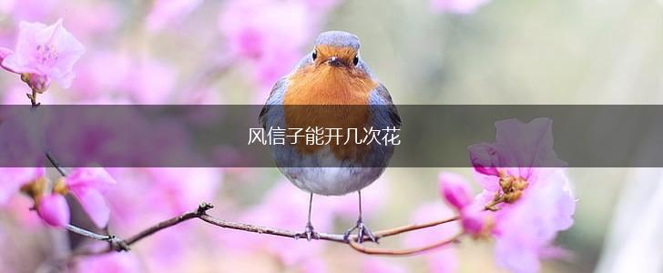 风信子能开几次花,第1张