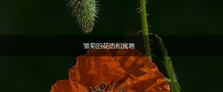 雏菊的花语和寓意,第1张