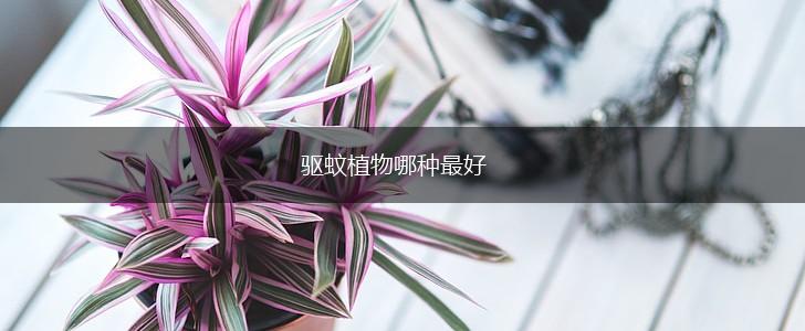 驱蚊植物哪种最好,第1张