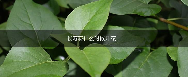 长寿花什么时候开花,第1张