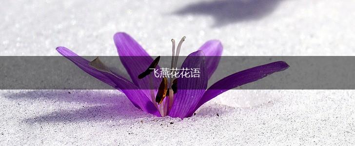 飞燕花花语,第1张